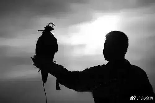 贩卖鹰被抓,一男子捕鸟被抓