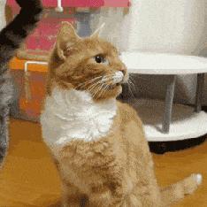 猫拉完屎还满屋疯跑？铲屎官：想当场自杀