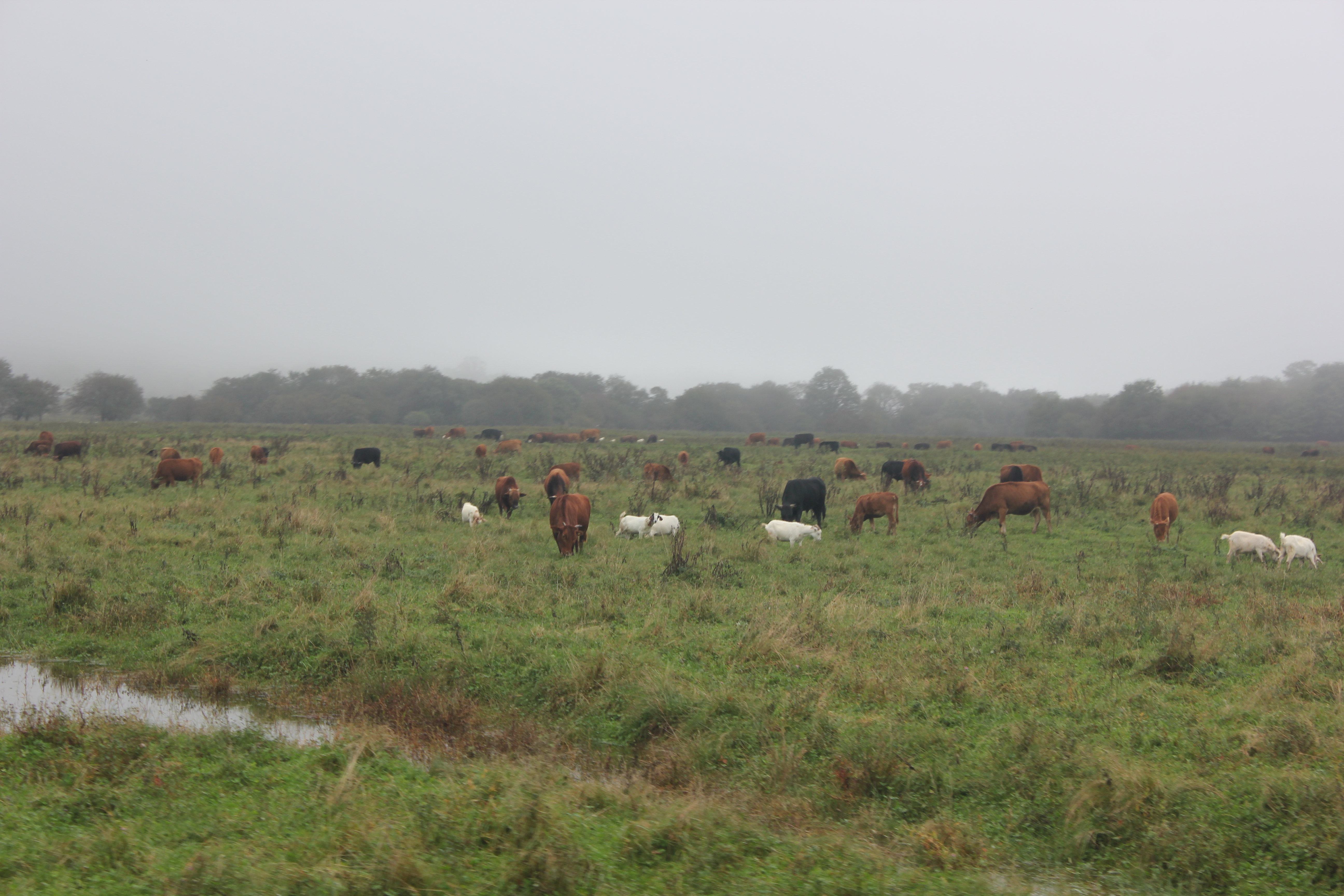 雨中神农架探秘之旅｜国庆节武汉至神农架自驾游攻略分享