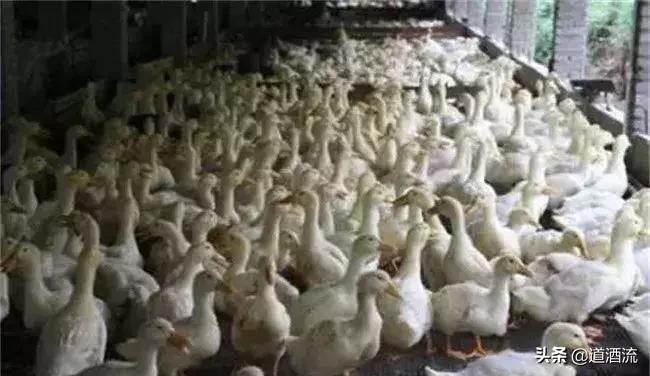 鸭中暑的最佳治疗方法,鸭中暑的症状怎么放血