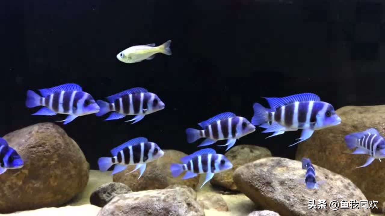 三湖慈鲷误区,三湖慈鲷底砂粪便怎么处理