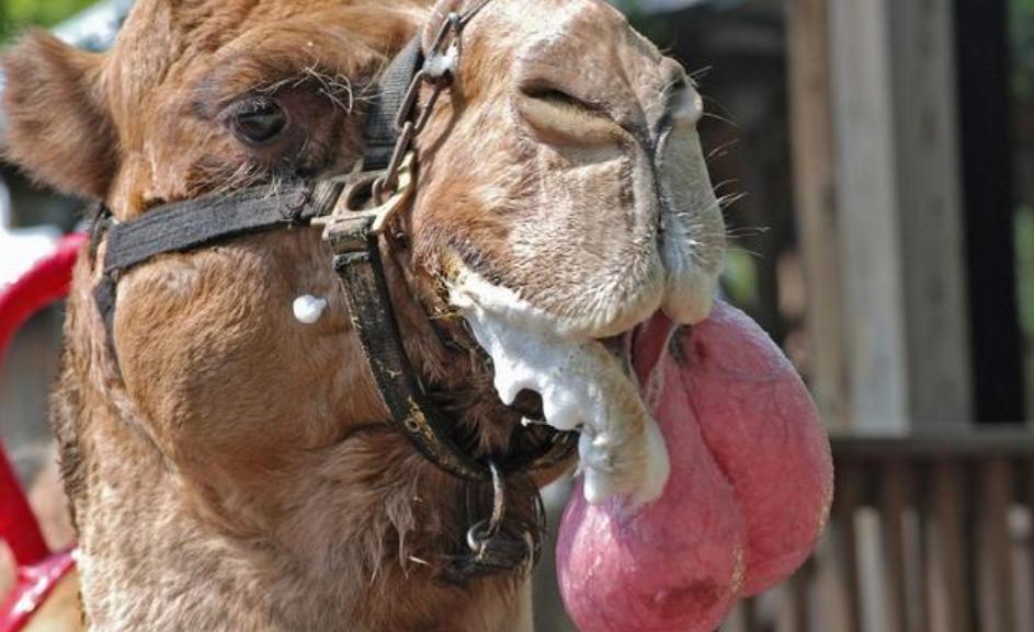 骆驼吃仙人掌难道它不怕有刺吗,骆驼吃直立性仙人掌