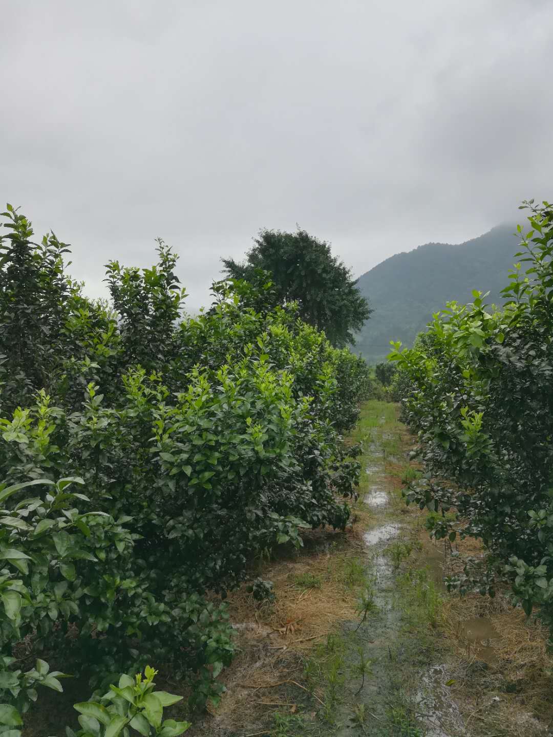 园区路面积水,园路低洼处积水如何处理