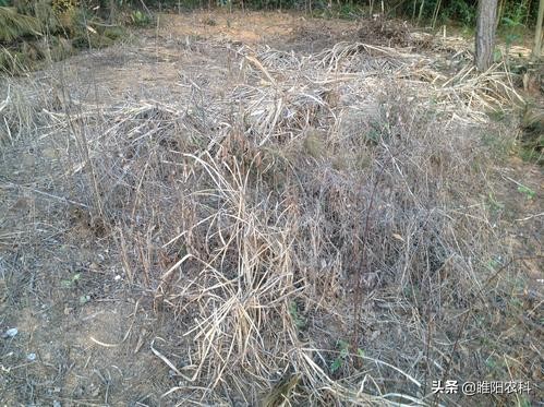 最厉害的草甘膦除草剂,二甲四氯草甘膦除草剂除哪些杂草