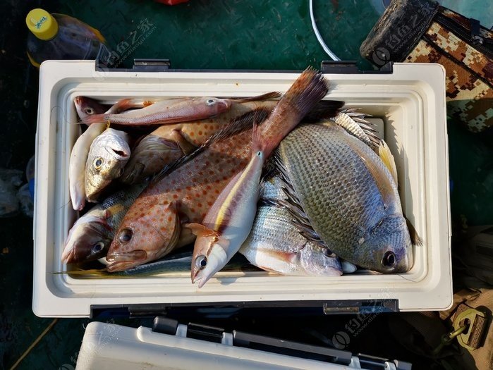 矶钓一竿远,精彩矶钓