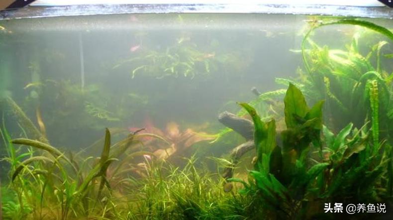 家里鱼缸水质浑浊往这看，别给鱼缸换水，这有一种简单处理方法