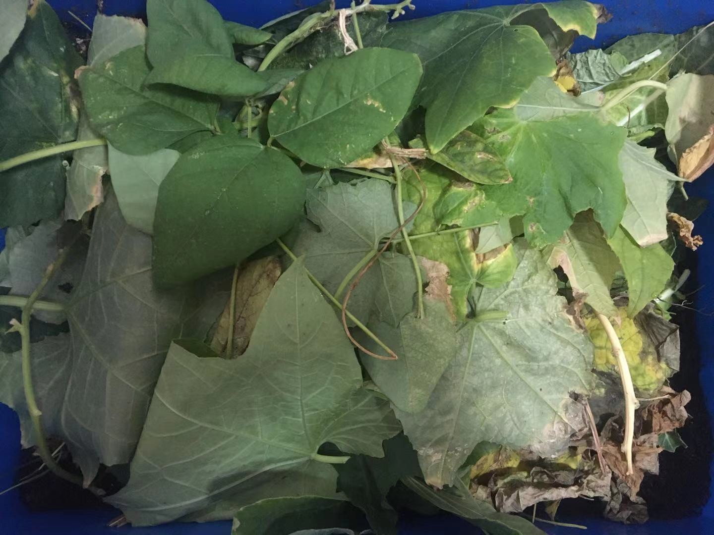 蚯蚓可以帮助堆肥吗,堆肥蚯蚓太多怎么办