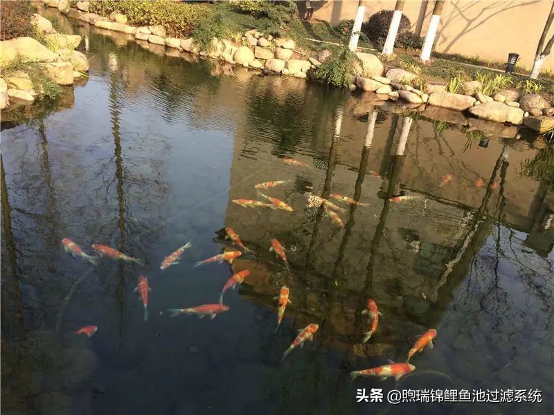锦鲤怎么养才能养出好看的颜色,养锦鲤怎么养得好看些呢