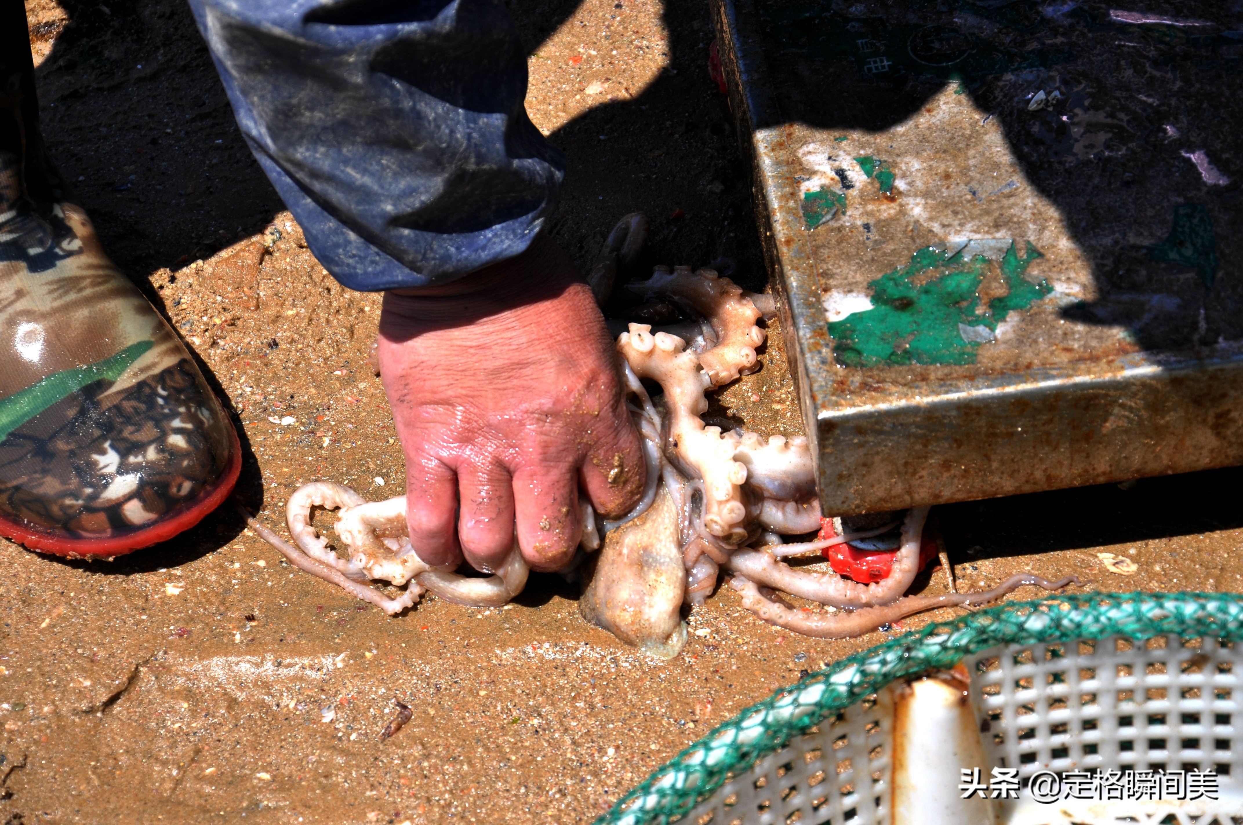 青岛纯野生海参深海海参冷冻即食,青岛纯野生海参