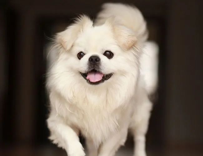 盘点那些老人养的巨型狗,8-10年寿命的狗狗