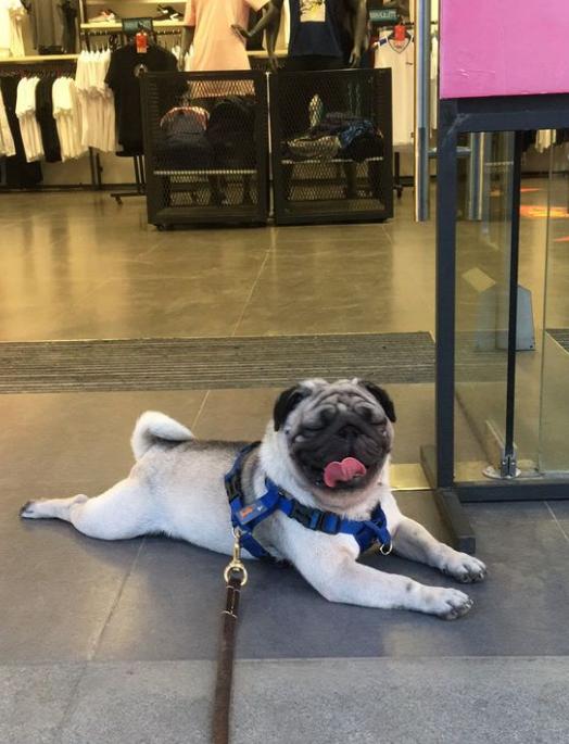 巴哥犬饲养注意事项和禁忌症,饲养巴哥犬的正确方式是什么