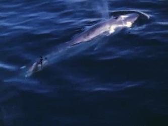 虎鲸捕杀地球上最大的蓝鲸,虎鲸天敌vs蓝鲸