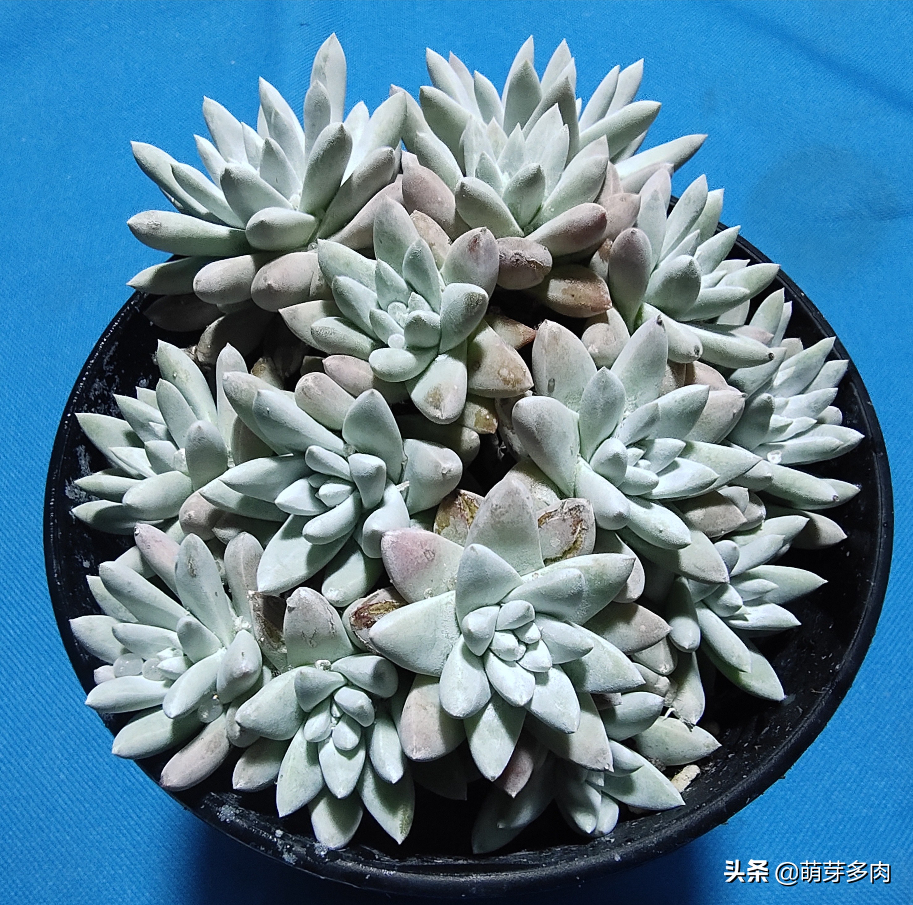 多肉仙女杯为什么越养越细,白菊和仙女杯多肉的区别