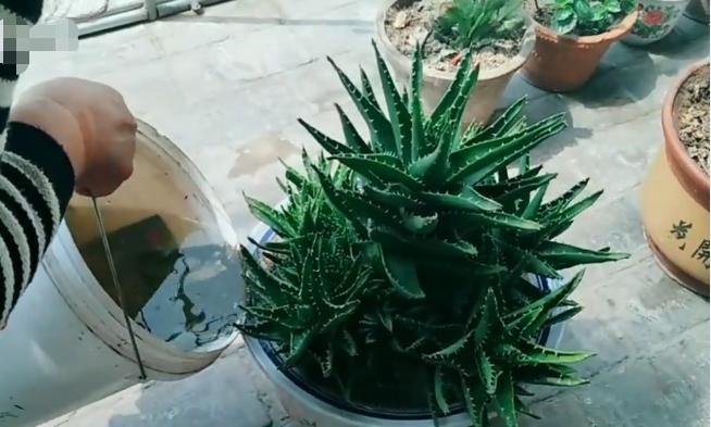 不会给*刺长**的芦荟换盆，花姐用这个工具来教你，放上沙土换好芦荟