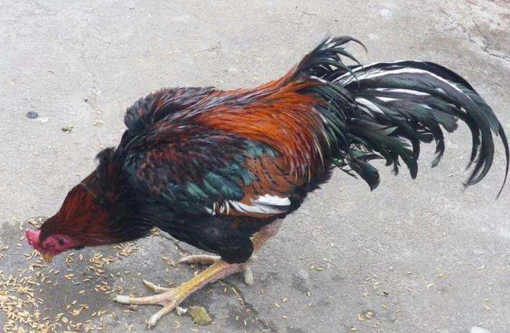 四川话雄起什么意思,雄起用四川话讲是什么意思