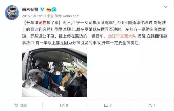 撞死宠物狗属于轻微的交通事故吗,撞死宠物狗交通事故