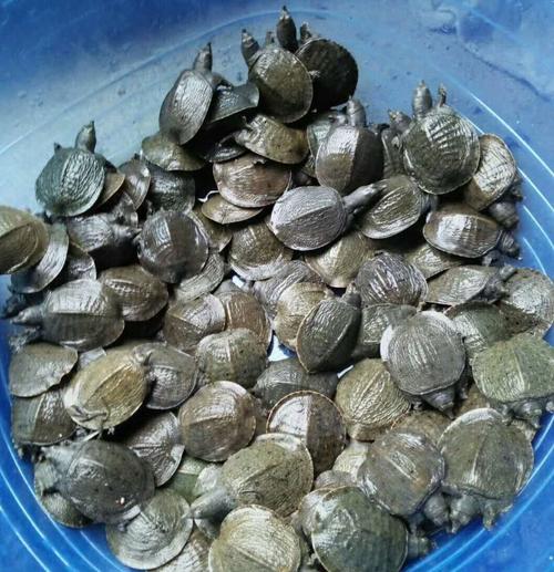 姚志刚养甲鱼,养甲鱼发家年赚一千万