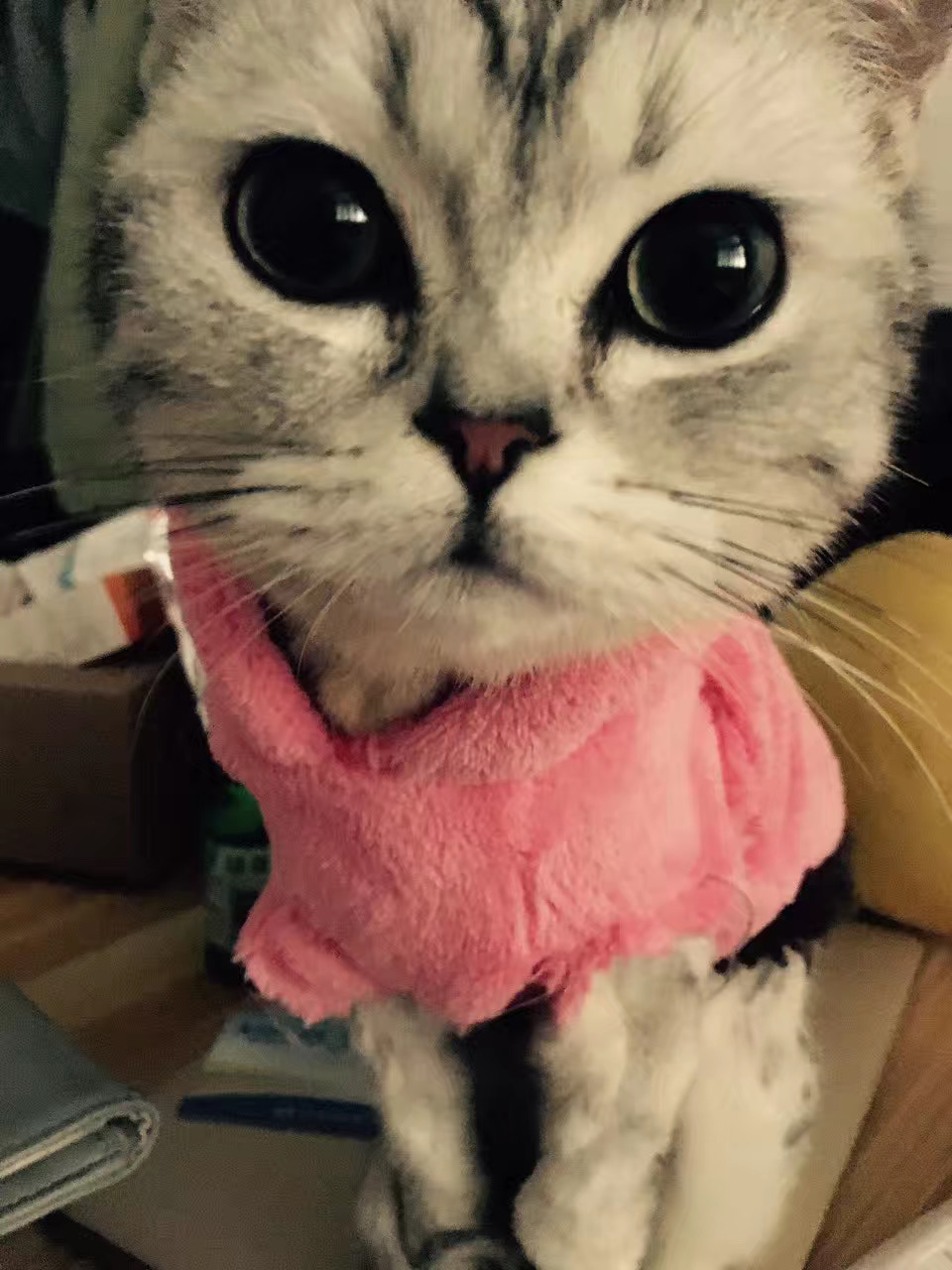 详解治疗猫癣的六大步骤,猫咪得了猫癣怎么治疗好得快