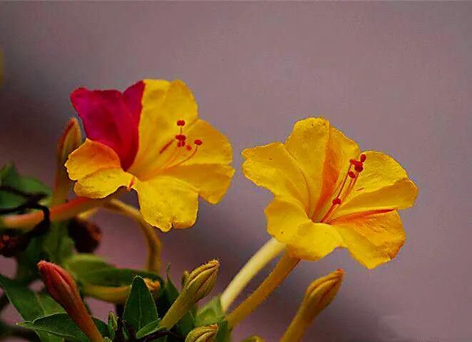 紫茉莉花色,紫茉莉的花朵有香味吗