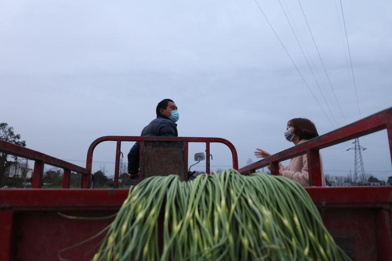 疫情期间卖蒜苔怎么样了,疫情期间蒜苔销售方式变化