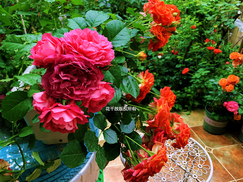 我的玫瑰仙境，请上坐！花市买来的“激素苗”，我这一招很好养活