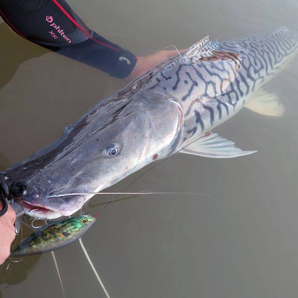 盘点钓鱼中钓出很奇葩鱼,盘点钓鱼钓出稀奇古怪的东西