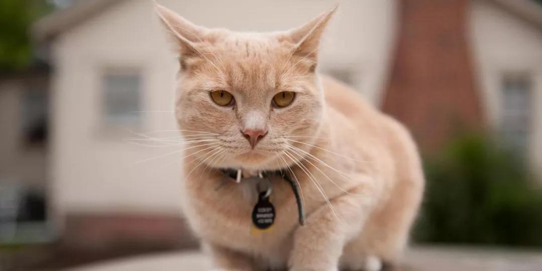 养猫有没有必要给猫咪洗澡,养猫多久可以给猫咪洗澡