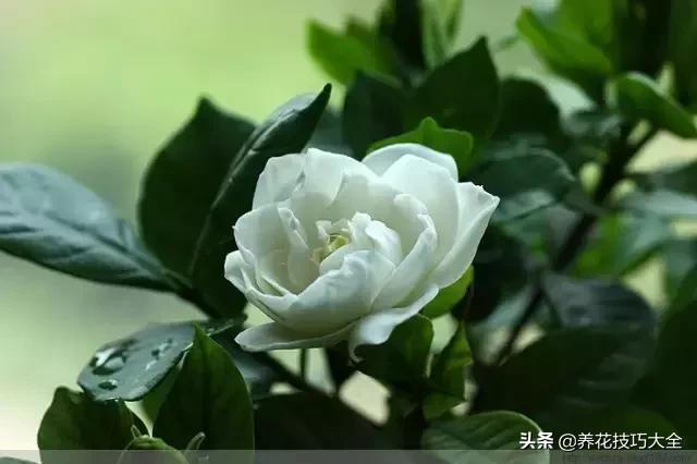 超大枝条的栀子花扦插方法,栀子大树干可以扦插活吗