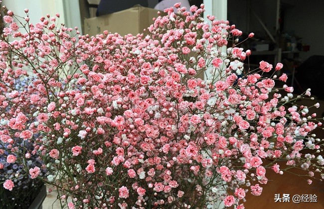 满天星中间发黄干枯怎么办,满天星叶子发黄干枯怎么处理