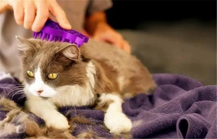 猫咪经常呕吐是什么原因及治疗,猫咪呕吐棕黄色的东西是怎么回事