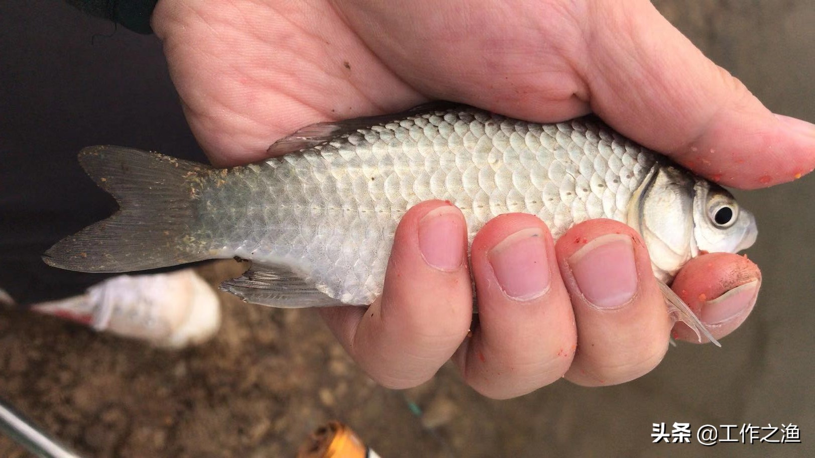 野钓麻将鲫的一些个人小建议,麻将鲫多的地方怎么钓大鲫鱼