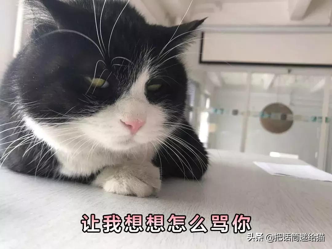 猫故事书籍,猫故事小说