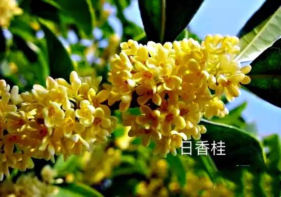 桂花嫁接其它品种桂花,桂花品种里有沉香桂花吗