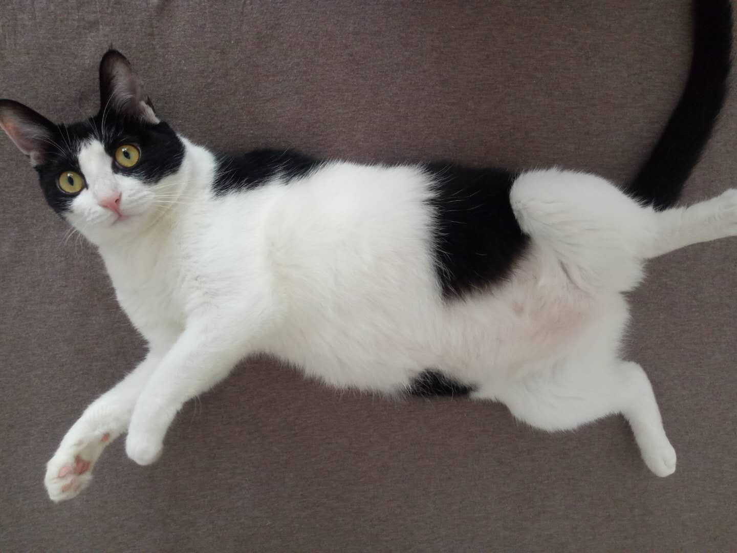 带猫搬家真的有用吗,铲屎官如何应对猫咪的应激反应