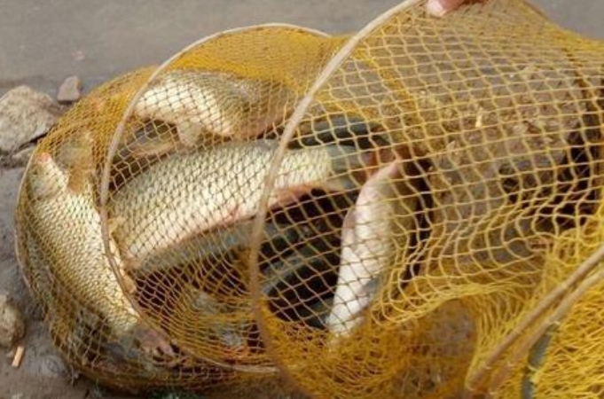 玉米一年四季都可以钓鱼吗,玉米为什么不能钓鱼