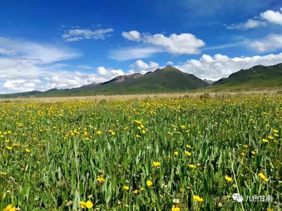 六月下旬甘南大草原花海,七月的甘南草原花海风光