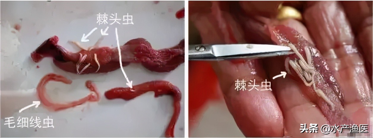 养殖鱼常见体外寄生虫,23种鱼类寄生虫图片库