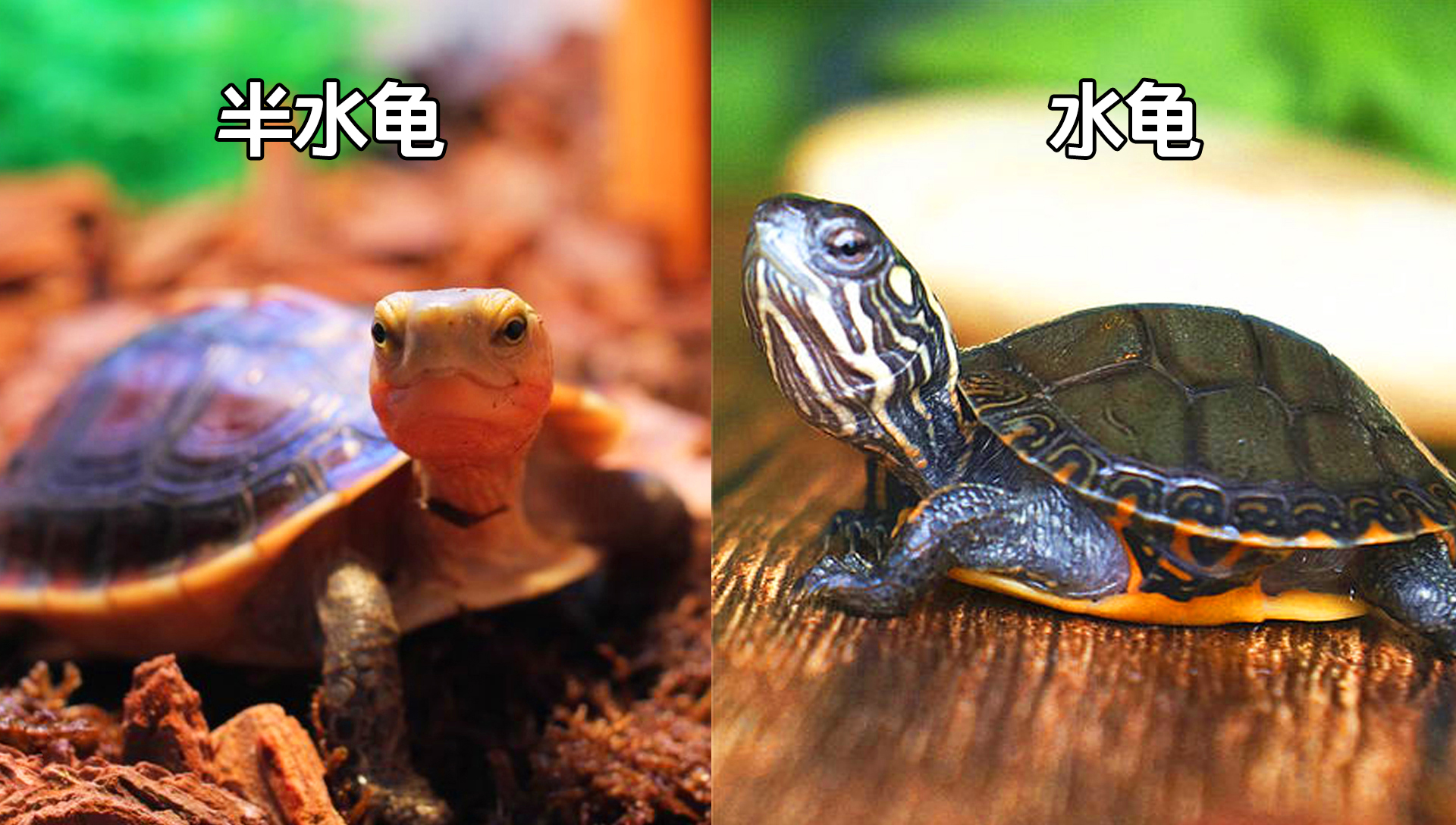 新手在哪里买龟好养活点,宠物龟在什么地方卖好呢