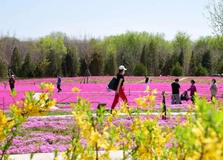 去看万紫千红的花海,五一近郊赏花去看缤纷七彩花田