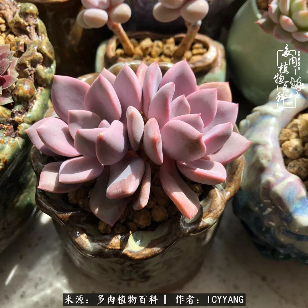 室内阳台多肉的养护方法,景天多肉养护