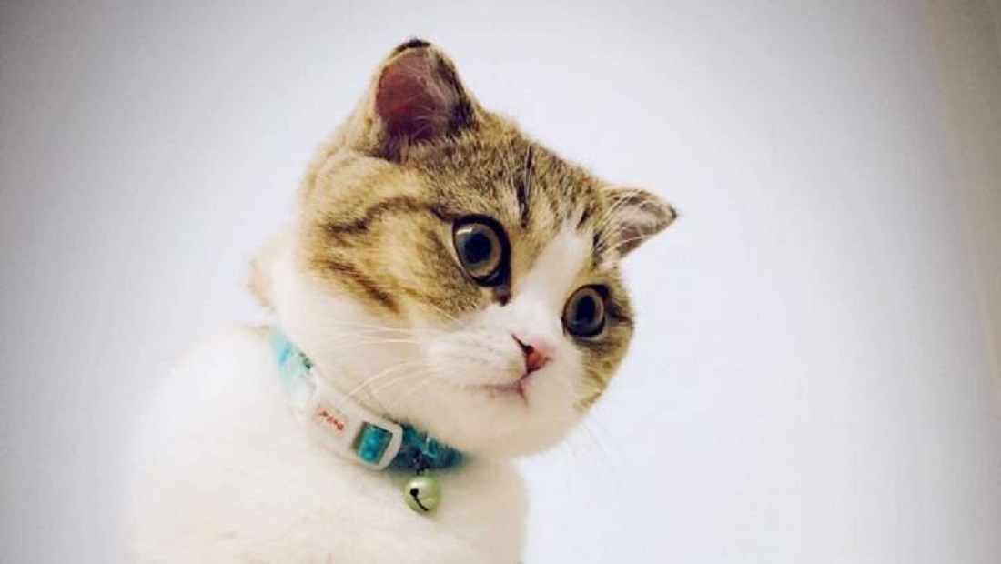 缁欑尗鍜悆绯栧樊鐐硅鍙戠幇,缁欑尗鍜悆楗鍚撳埌