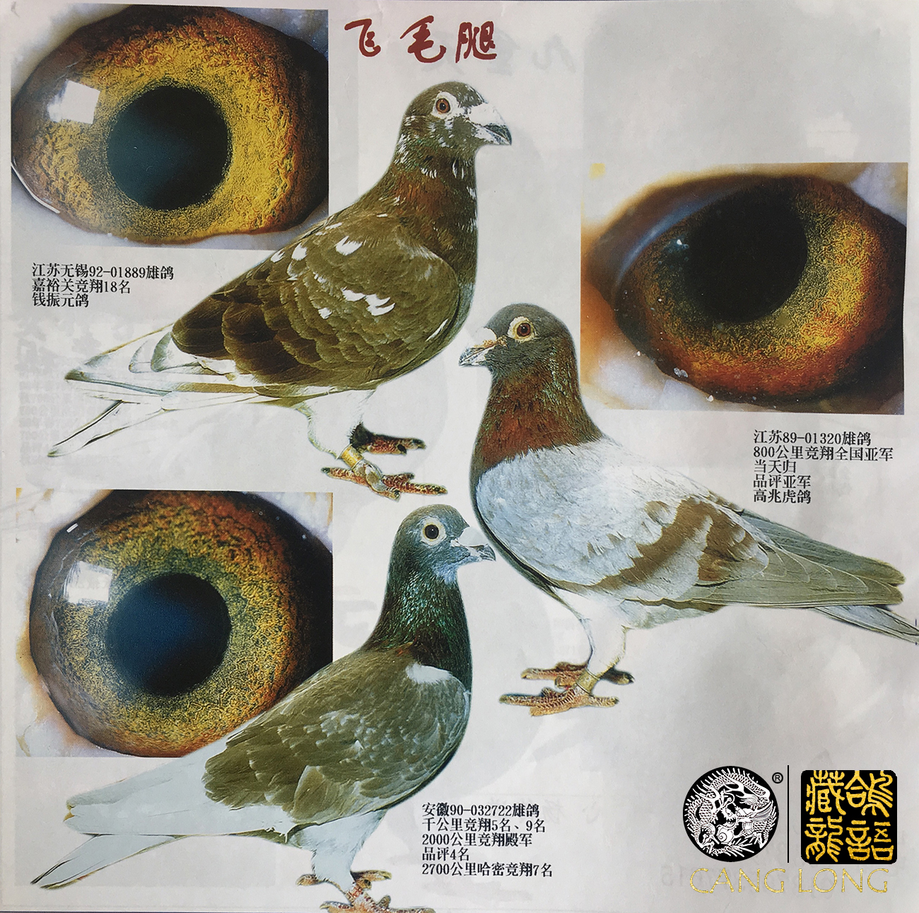 赛鸽幼鸽训练方法,幼鸽1-30天成长集锦