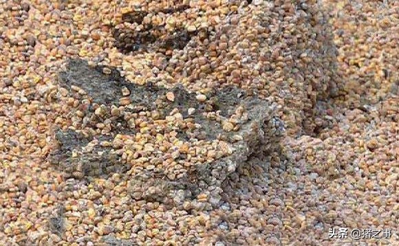 养殖小知识｜关于“霉菌”与“霉菌毒素”，你应该知道的事