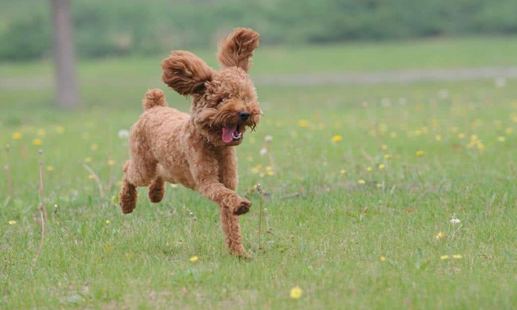 泰迪有寄生虫的表现,泰迪警惕