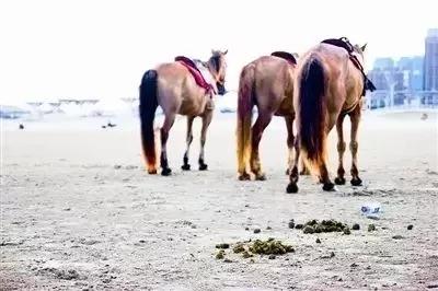鸡粪羊粪牛粪猪粪哪个有机肥最好,鸡粪牛粪猪粪羊粪到底哪个效果好