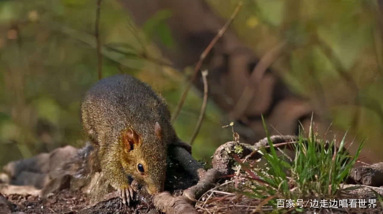 两广地区为什么喜欢吃老鼠肉,哪个国家喜欢吃老鼠肉