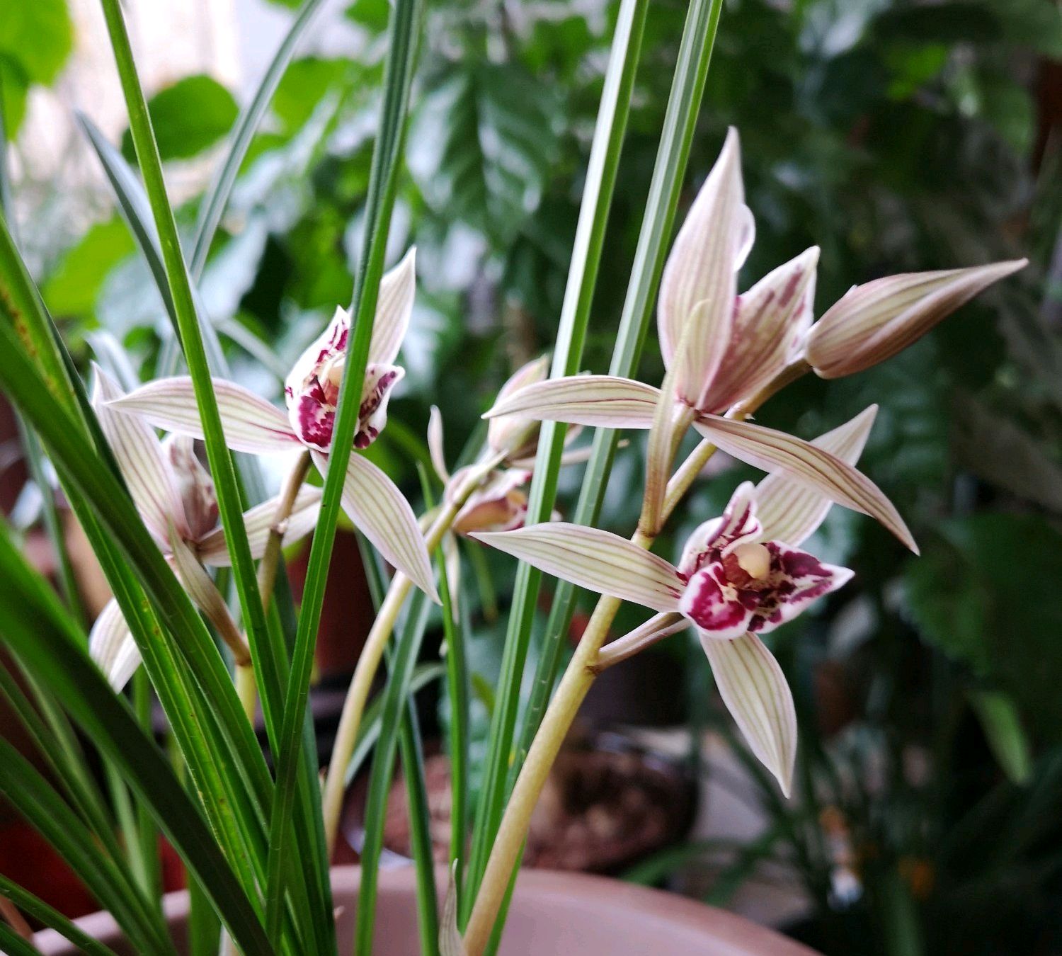 兰花三月份可以露养吗,刚给兰花浇水就下雨怎么办