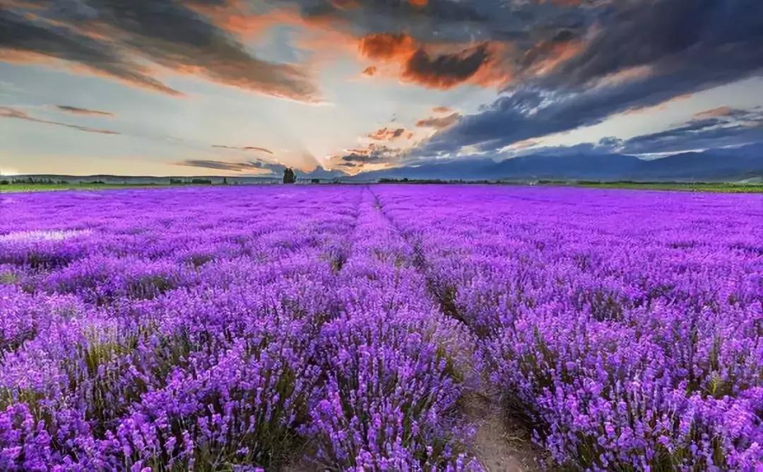 厉害了新疆,厉害了六安三所高校获国家认定