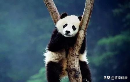 那些神秘的上古神兽真的存在吗,最新发现的上古神兽