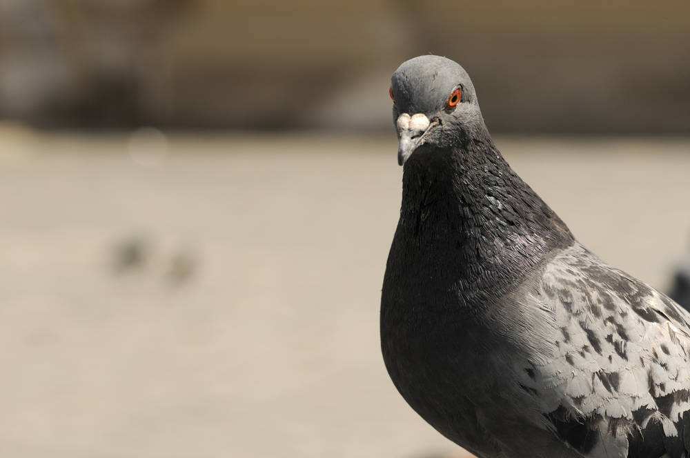 一只鸽子的寓意,怎样看一只鸽子的好坏